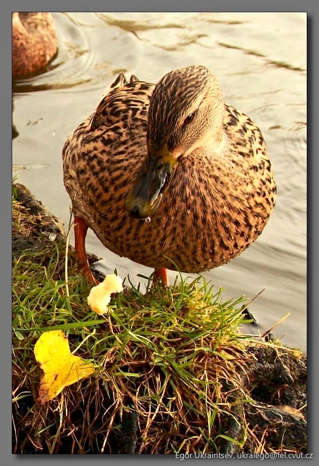 Duck on the shore