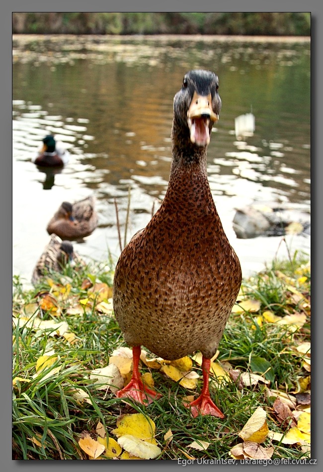 Mallard