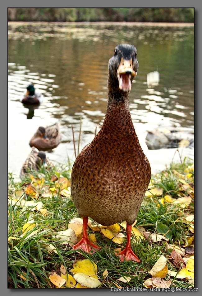 Mallard