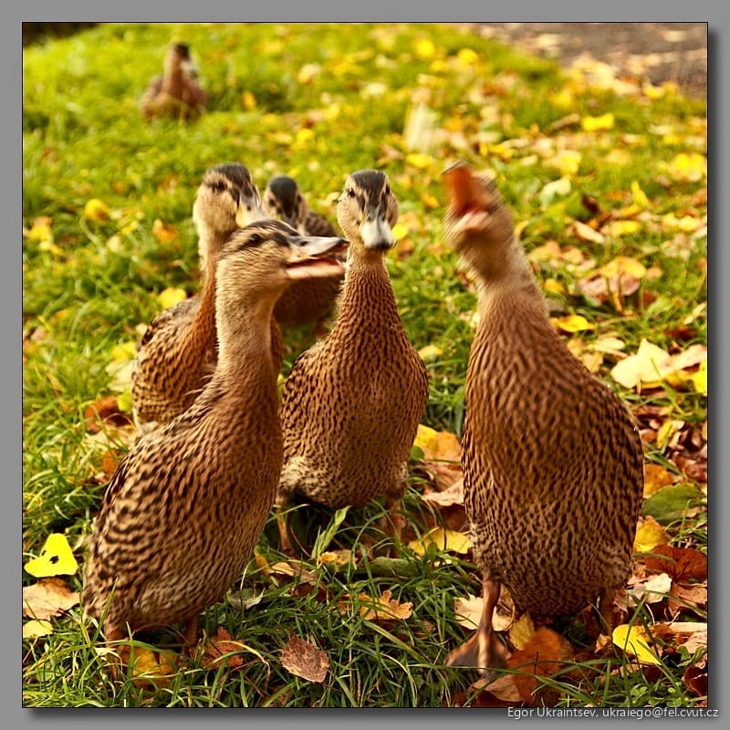 Ducks in the grass