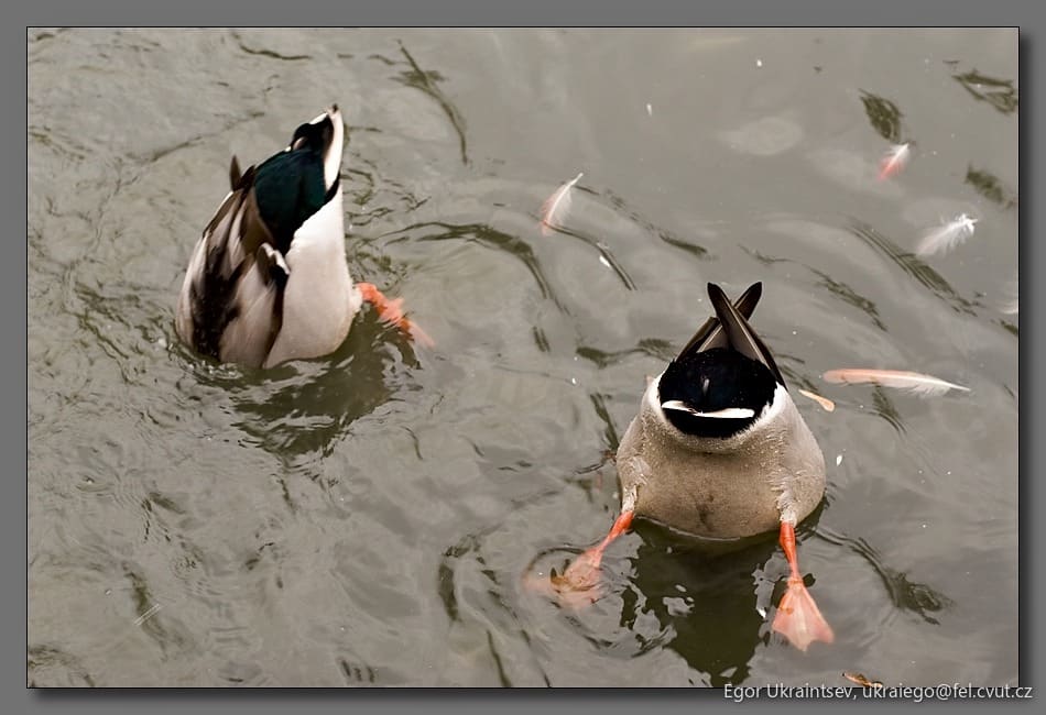 Ducks swimming in a pond