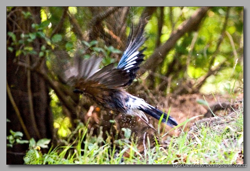 Bird taking off