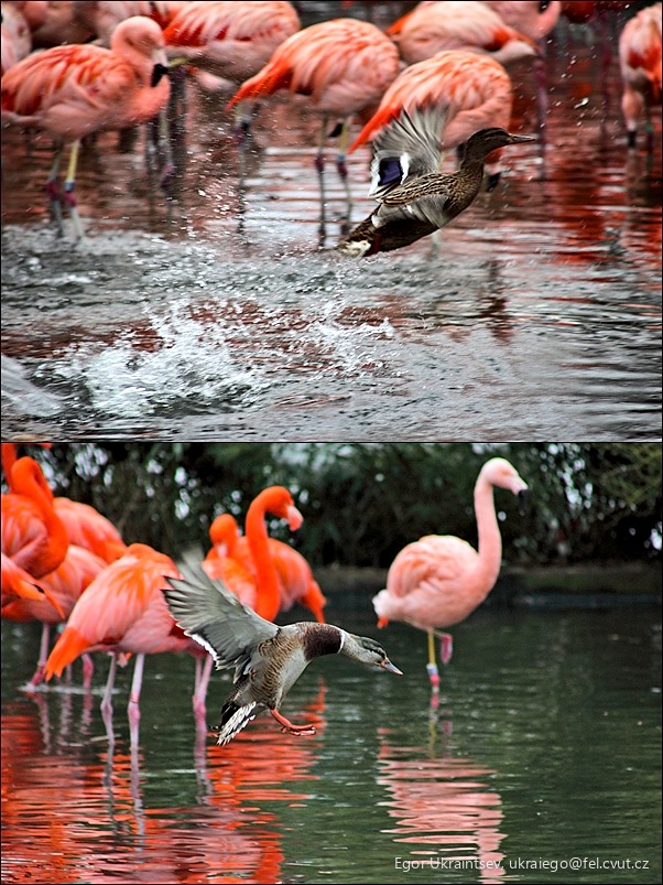 Flamings at the san zoo