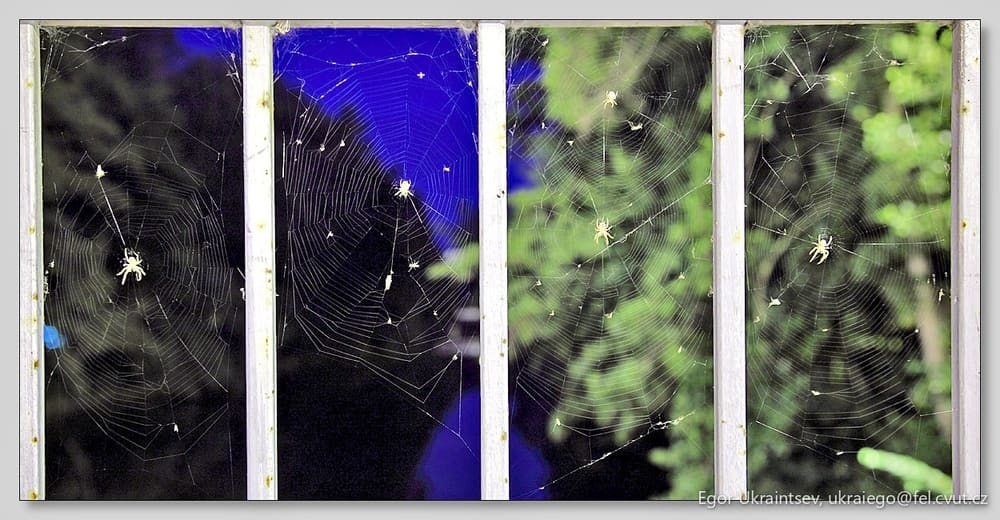 Spider webs on a window