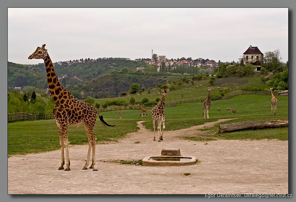 Gis in a zoo enclosure