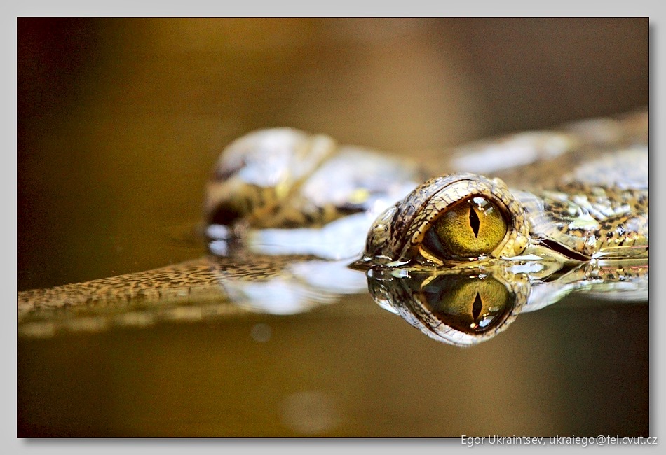 Lizard s eye reflected