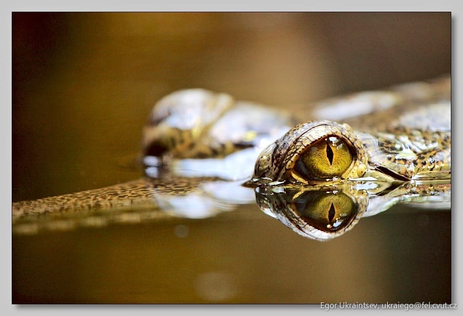 Lizard s eye reflected