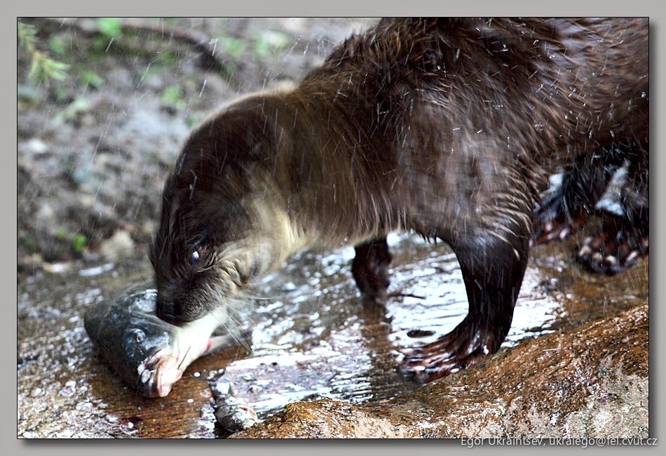 Beaver eating a fish