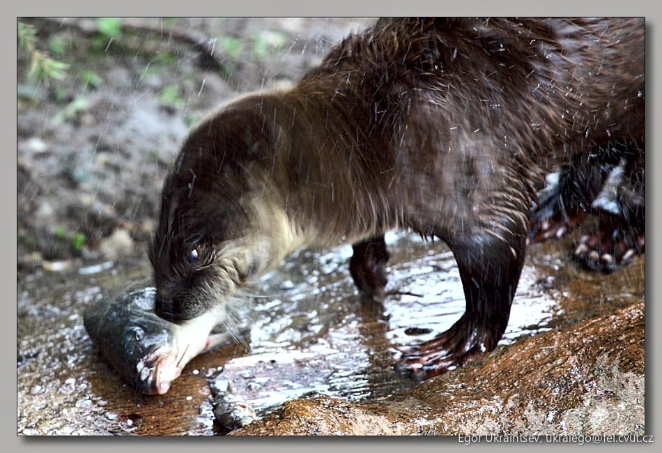 Beaver eating a fish