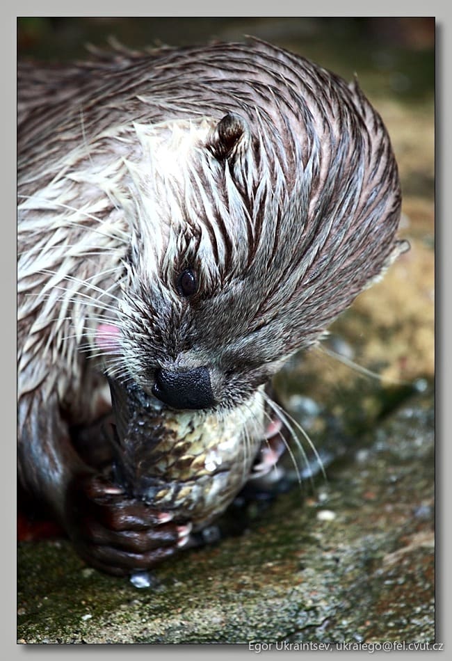 Otter eating a fish