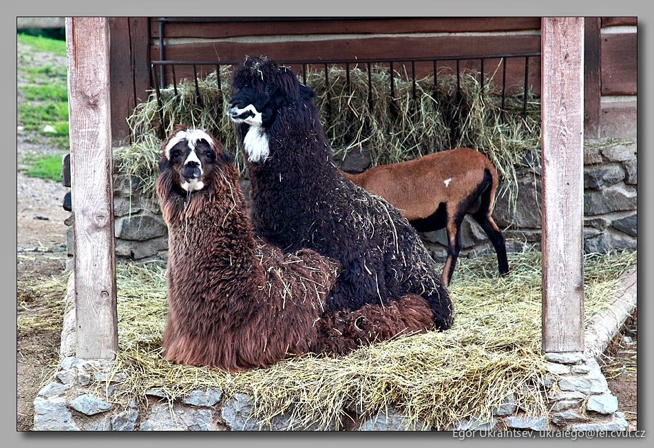 Goat and a goat