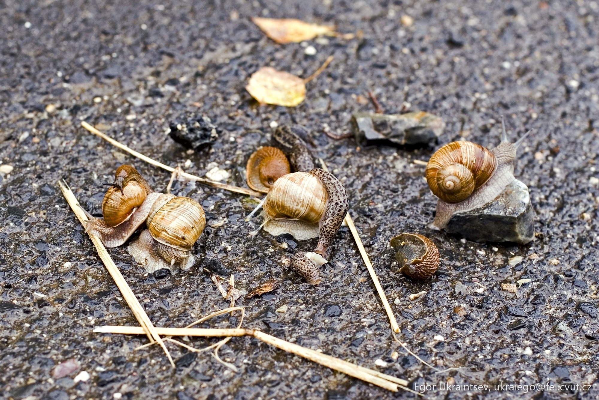 Snails crawling on the ground