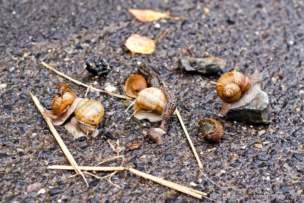 Snails crawling on the ground
