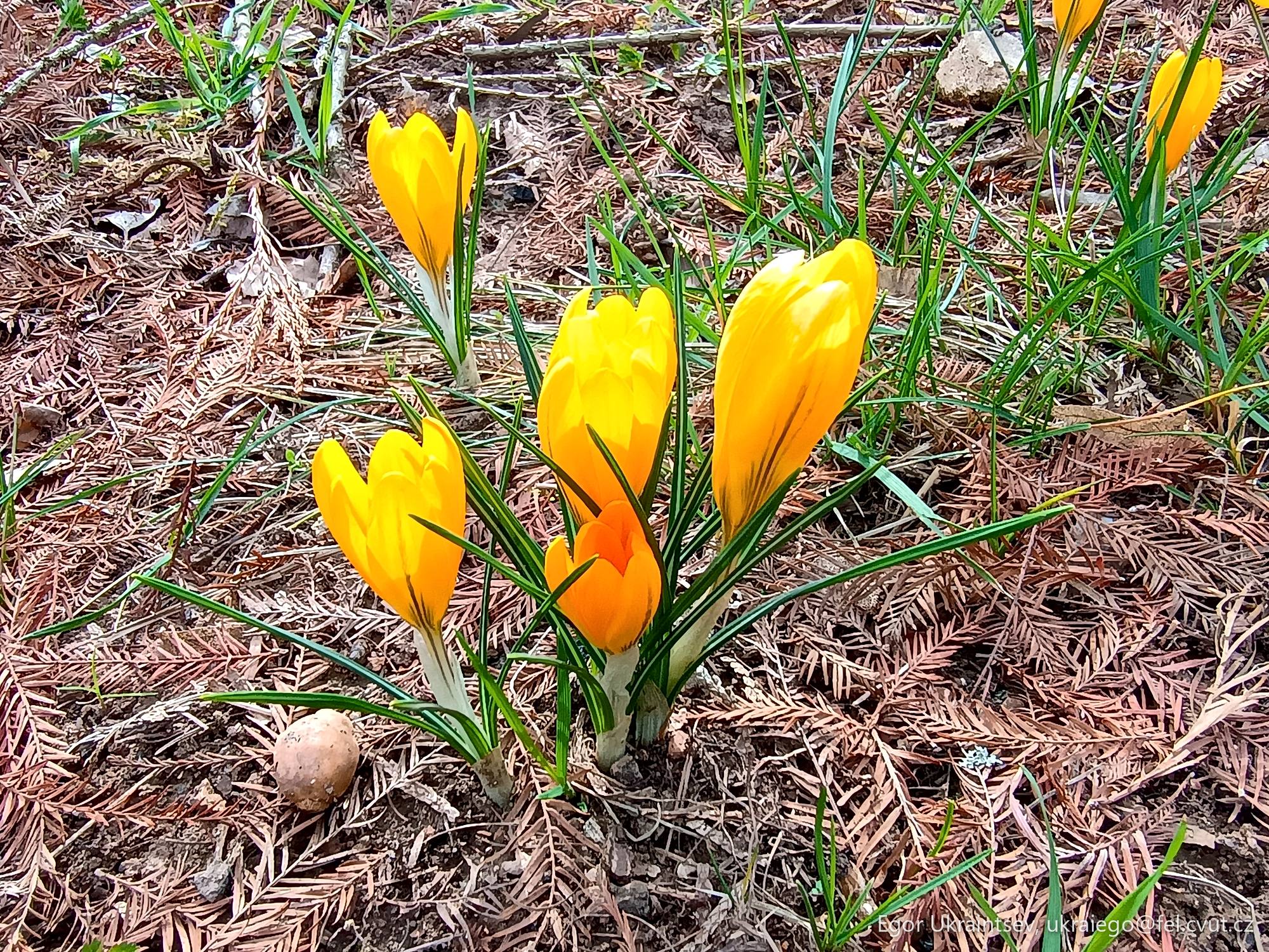 Yellow flowers in the ground