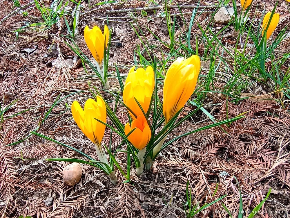 Yellow flowers in the ground