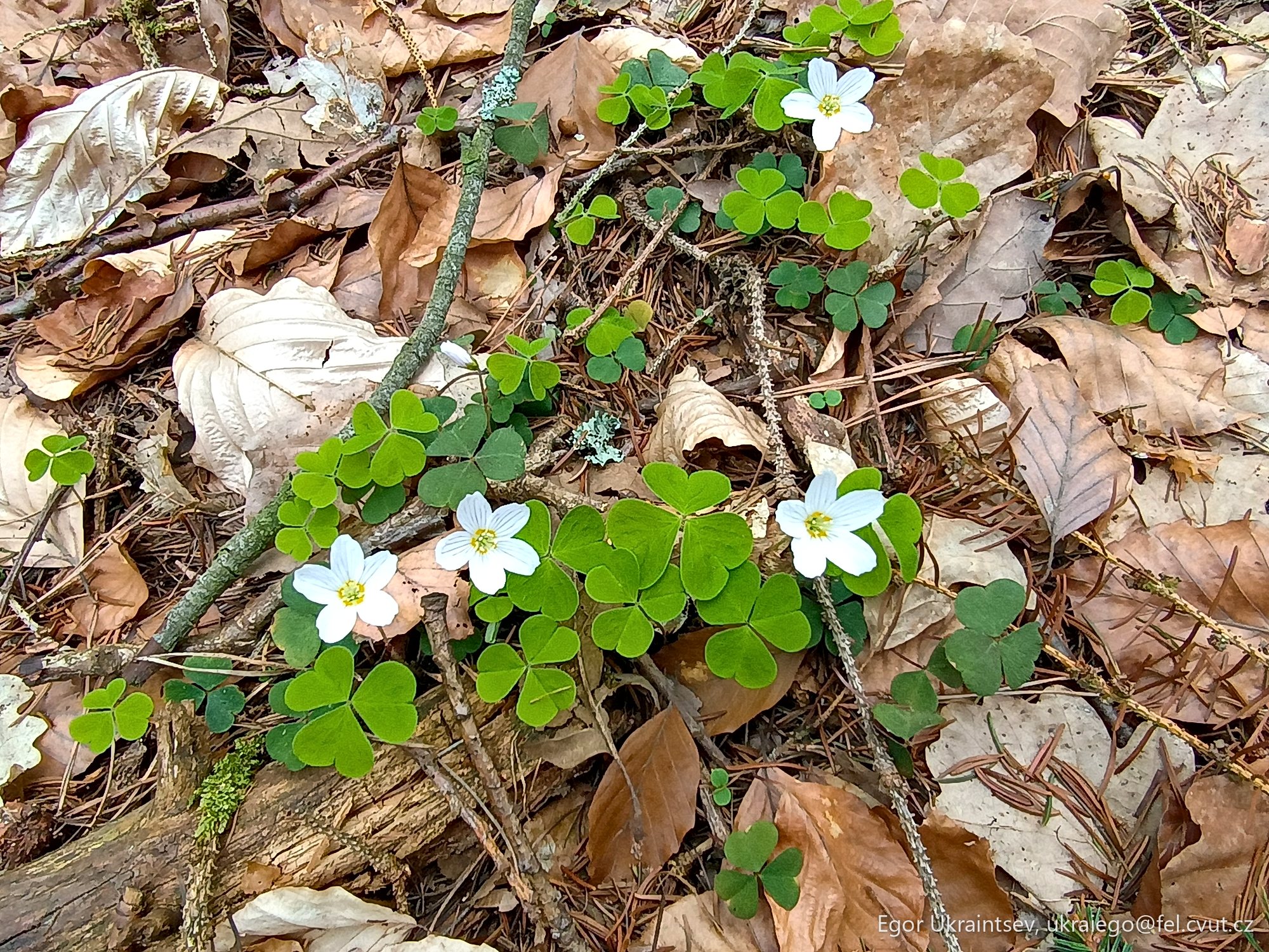 White flowers and green leaves