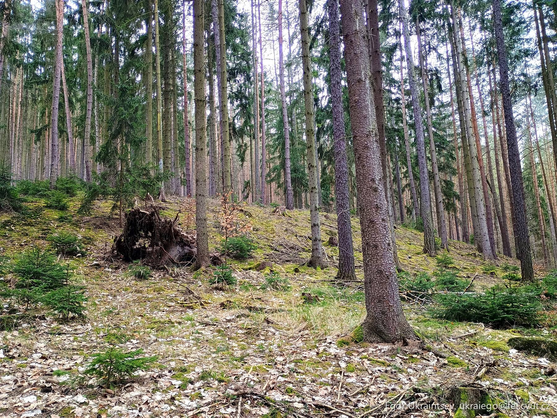 Tree stump in a forest