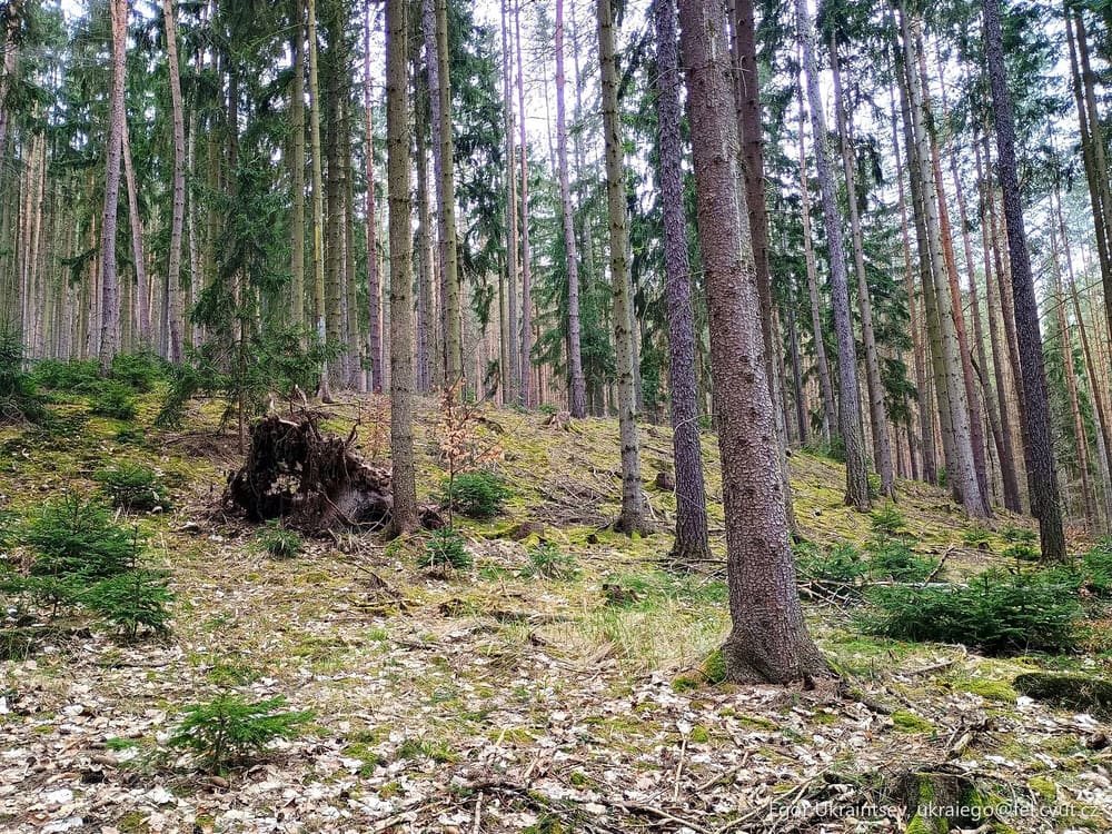 Tree stump in a forest