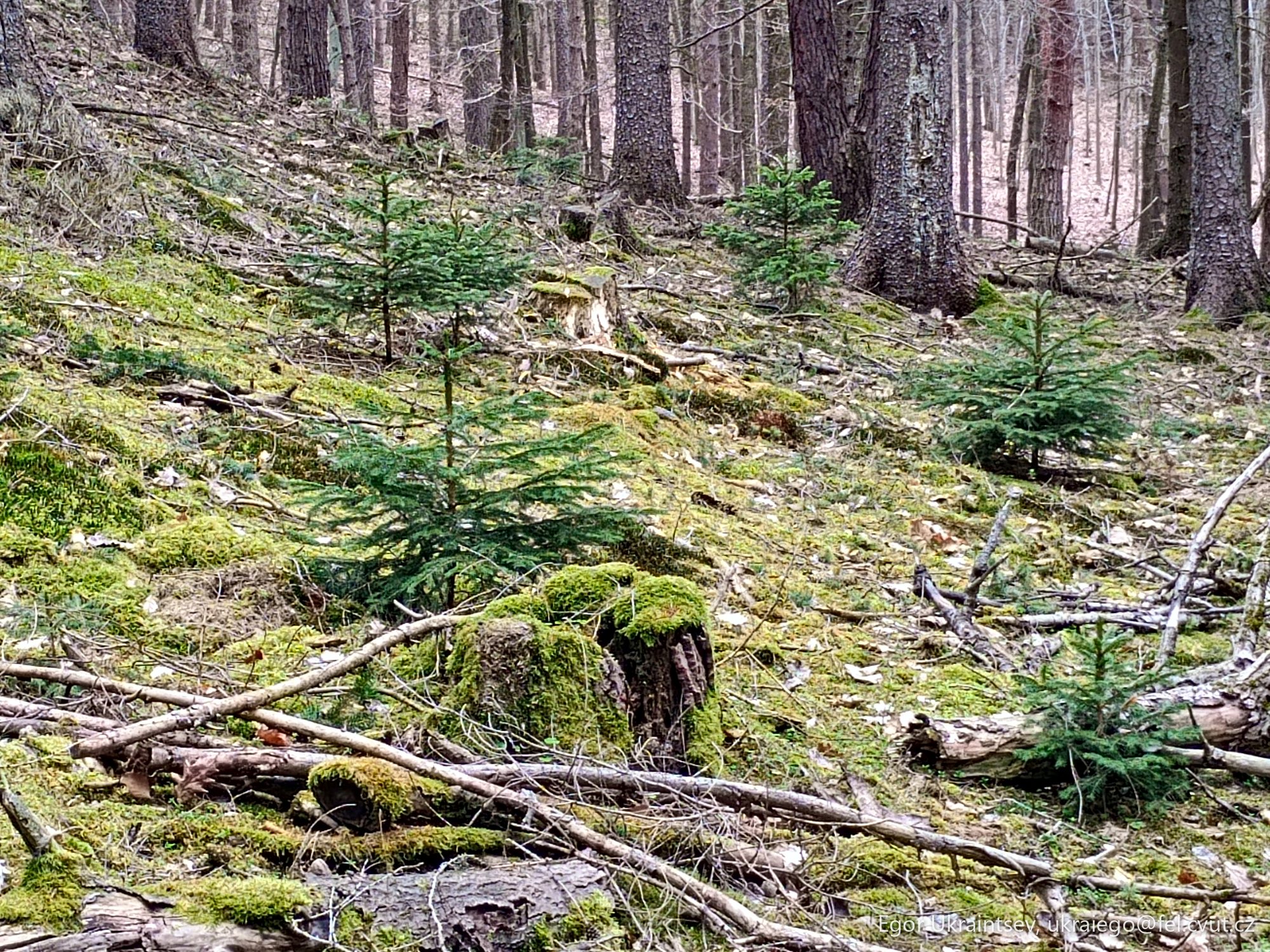 Forest filled with fallen trees