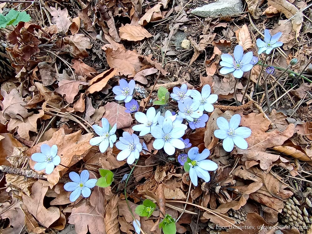 Blue flowers on the ground