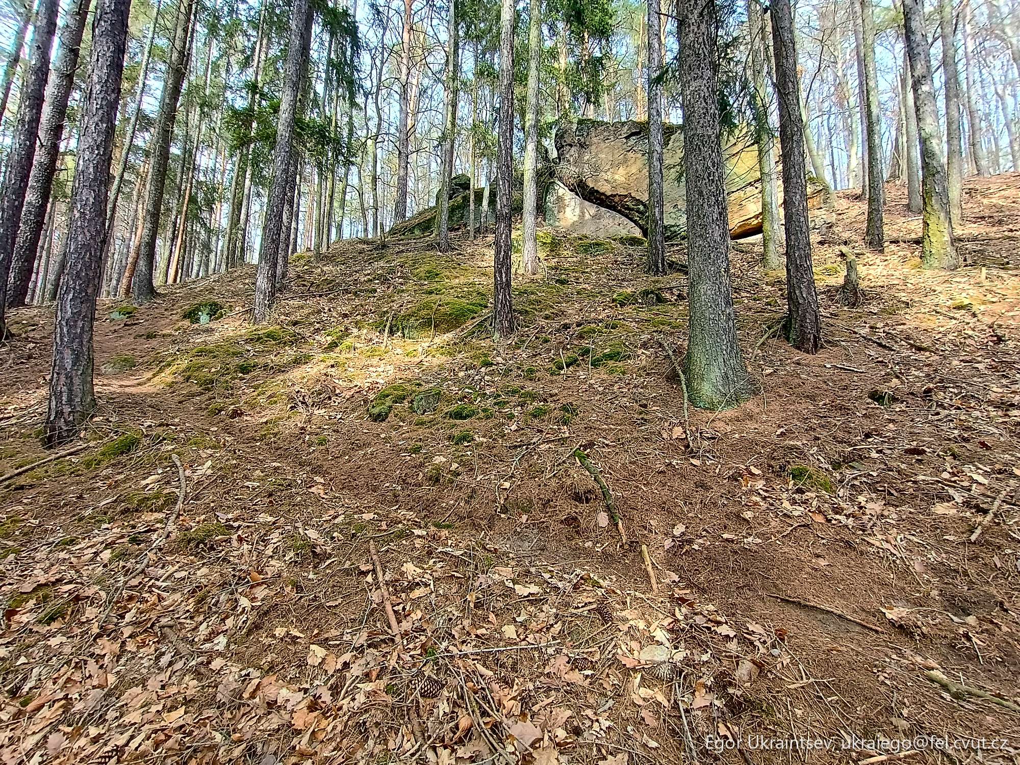 Tree stump in the woods