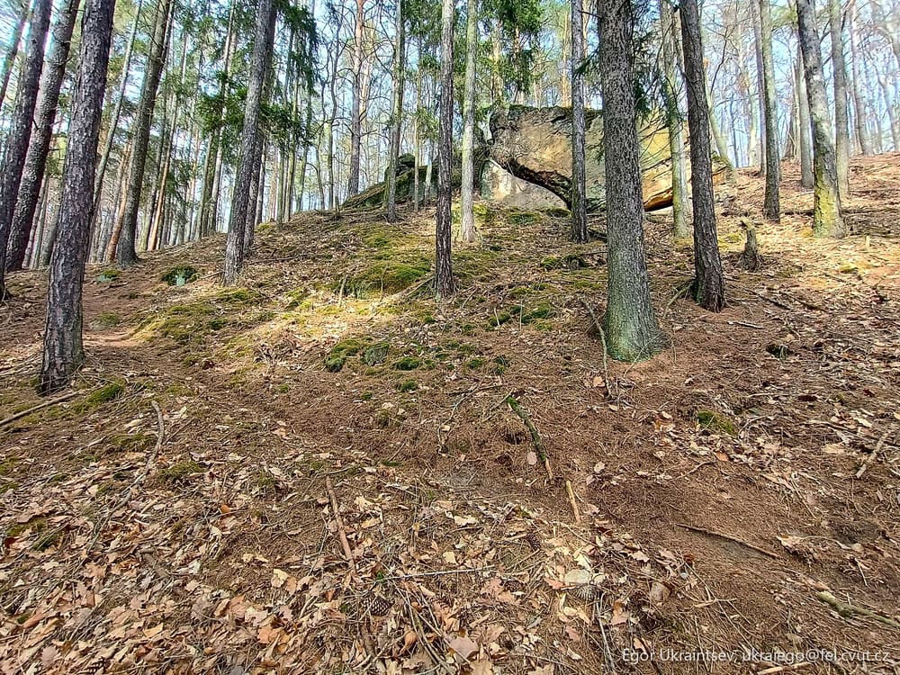 Tree stump in the woods