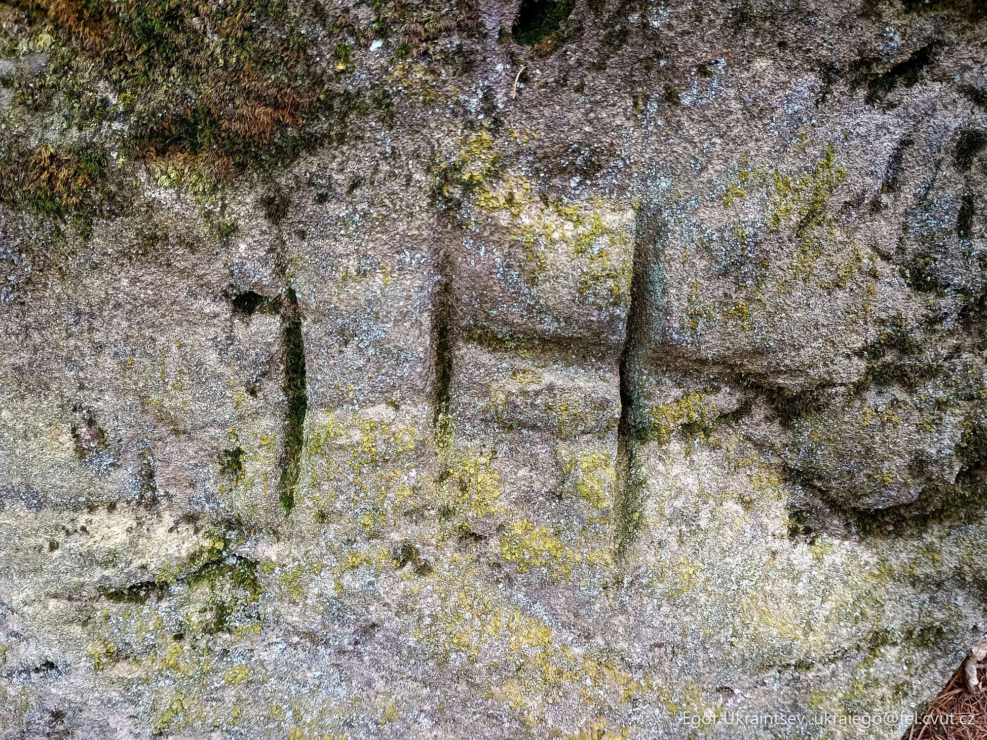 Moss growing on a rock