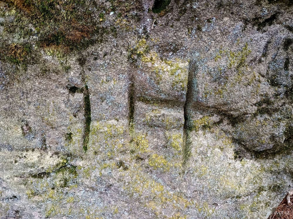 Moss growing on a rock