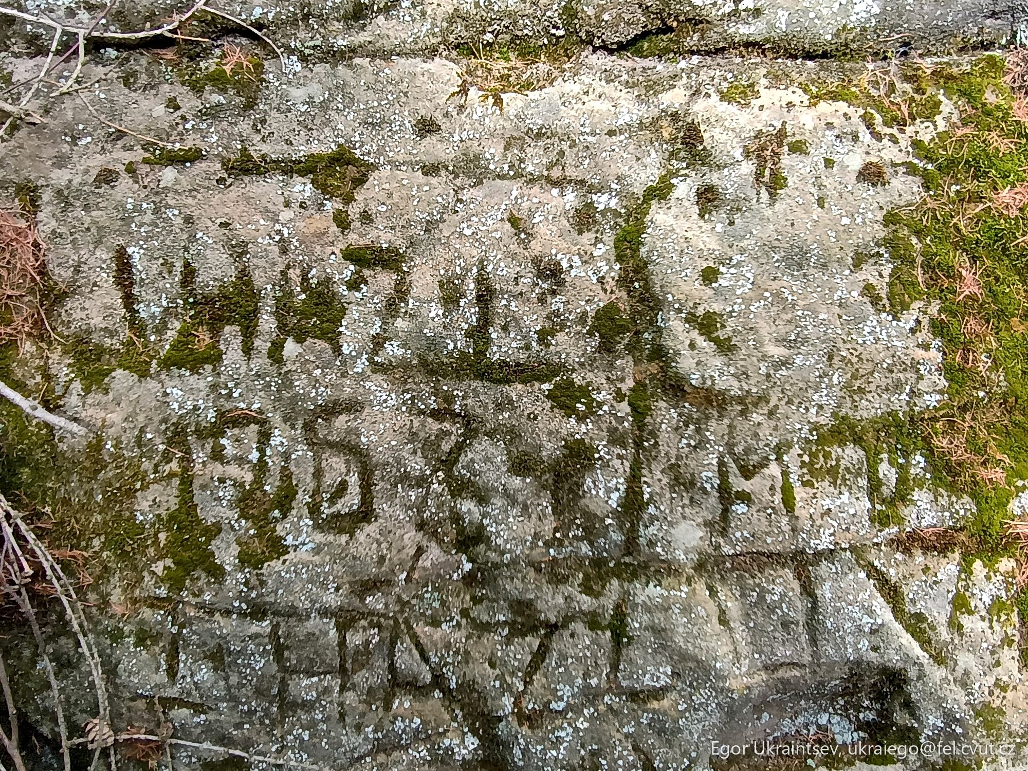 Moss growing on a rock