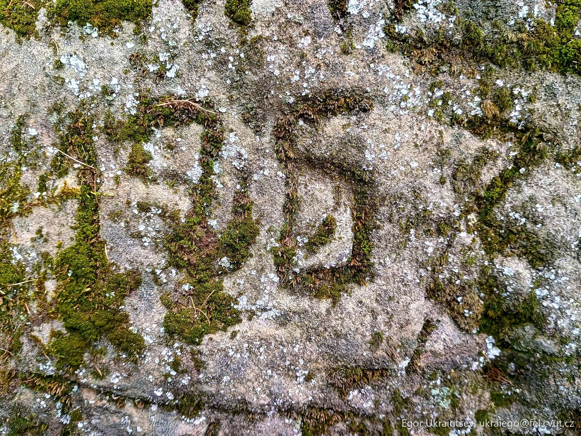 Moss growing on a rock