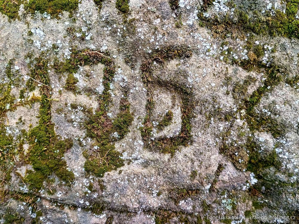 Moss growing on a rock