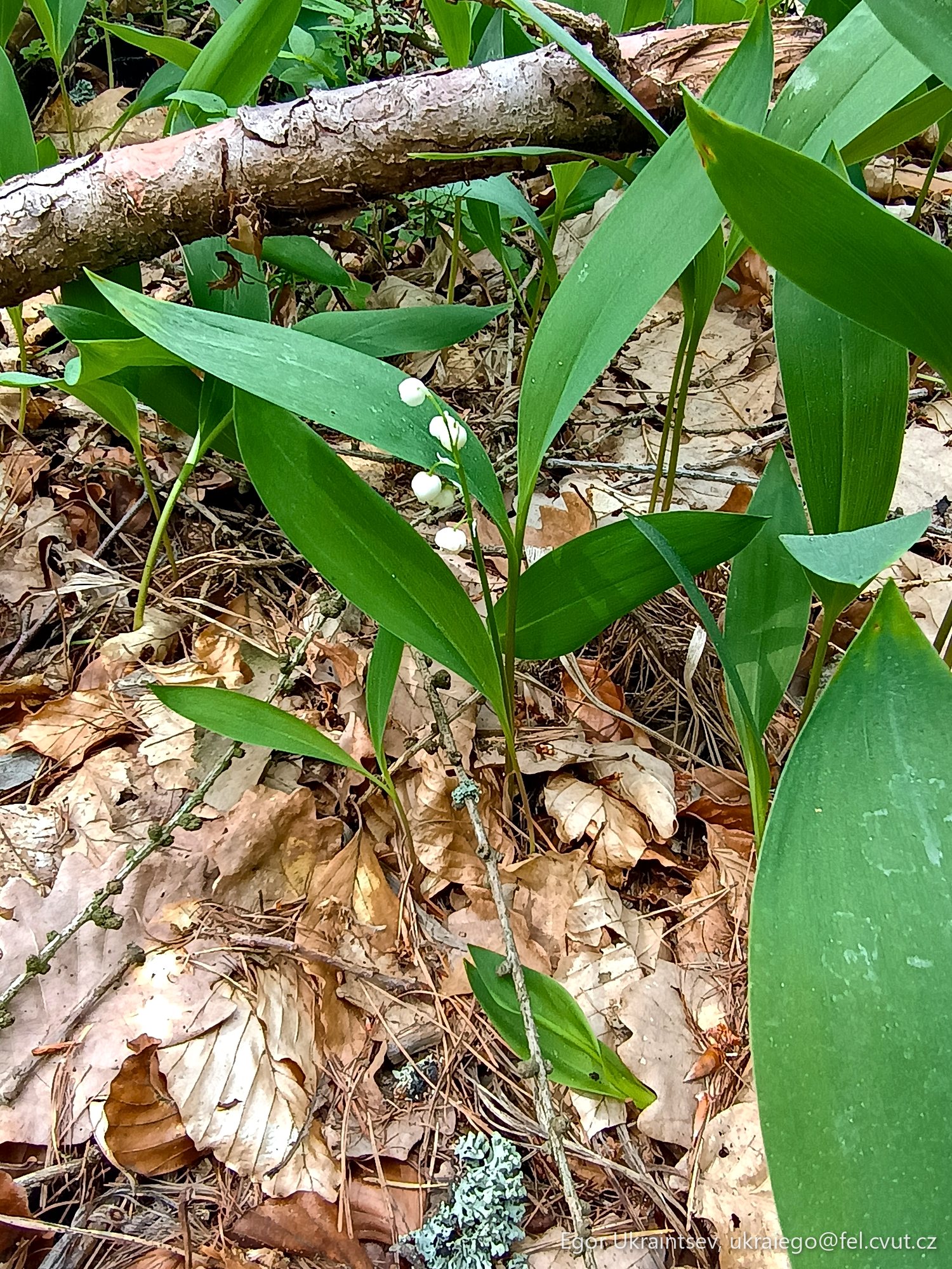 Leaves on the ground