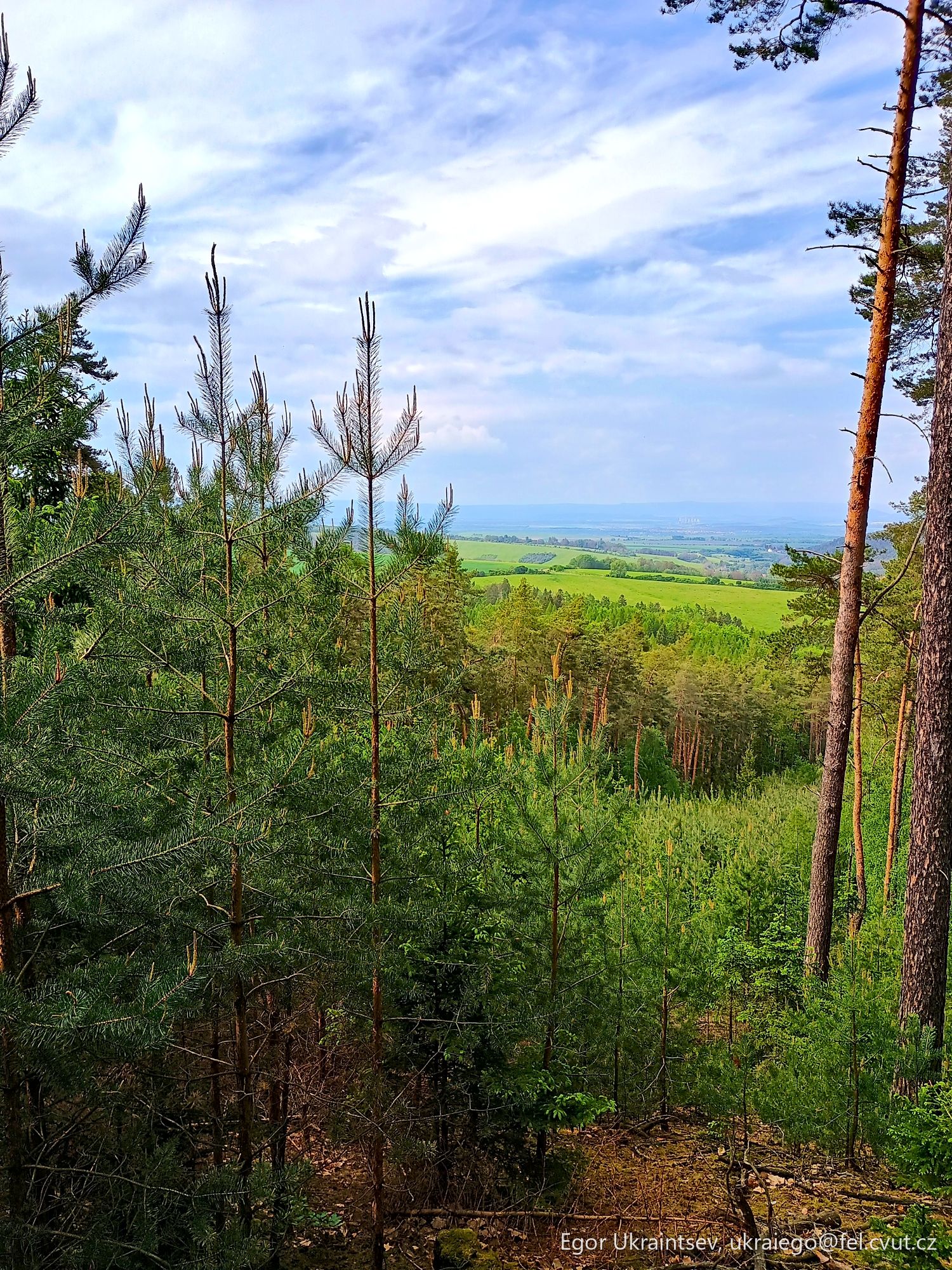 Trees in a forest
