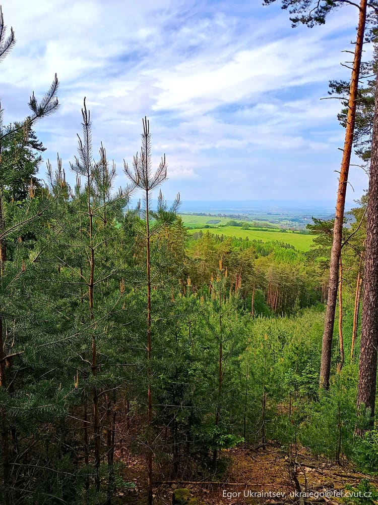 Trees in a forest