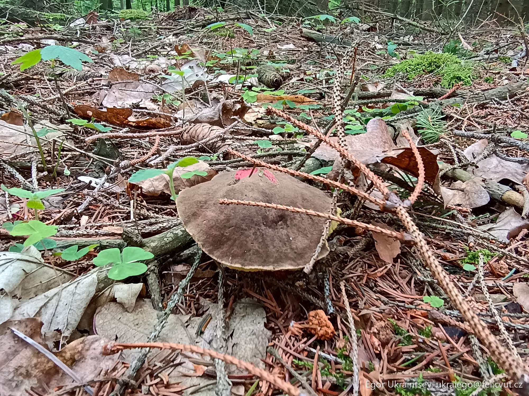 Mushroom on the forest floor