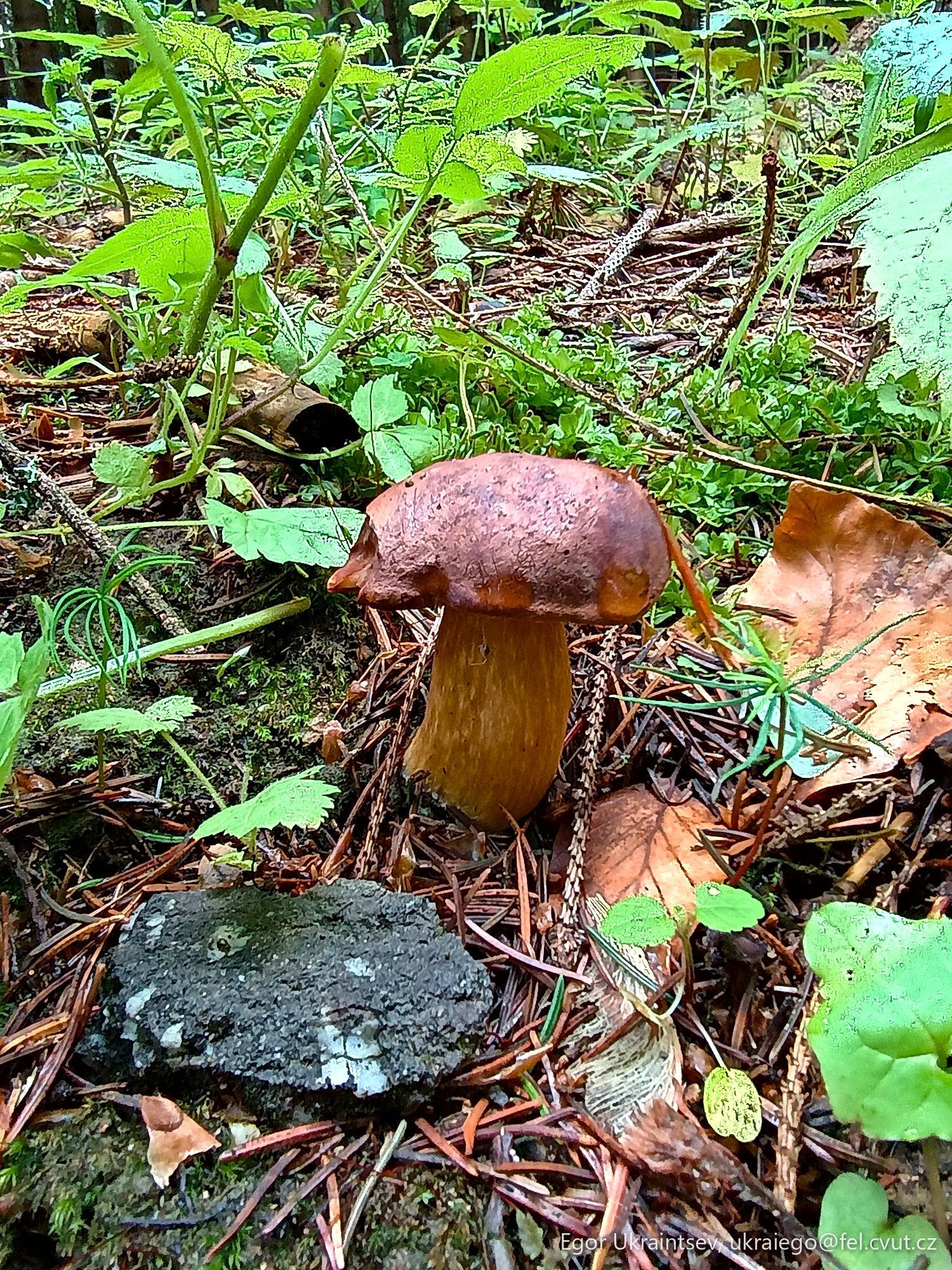 Mushroom growing in the forest