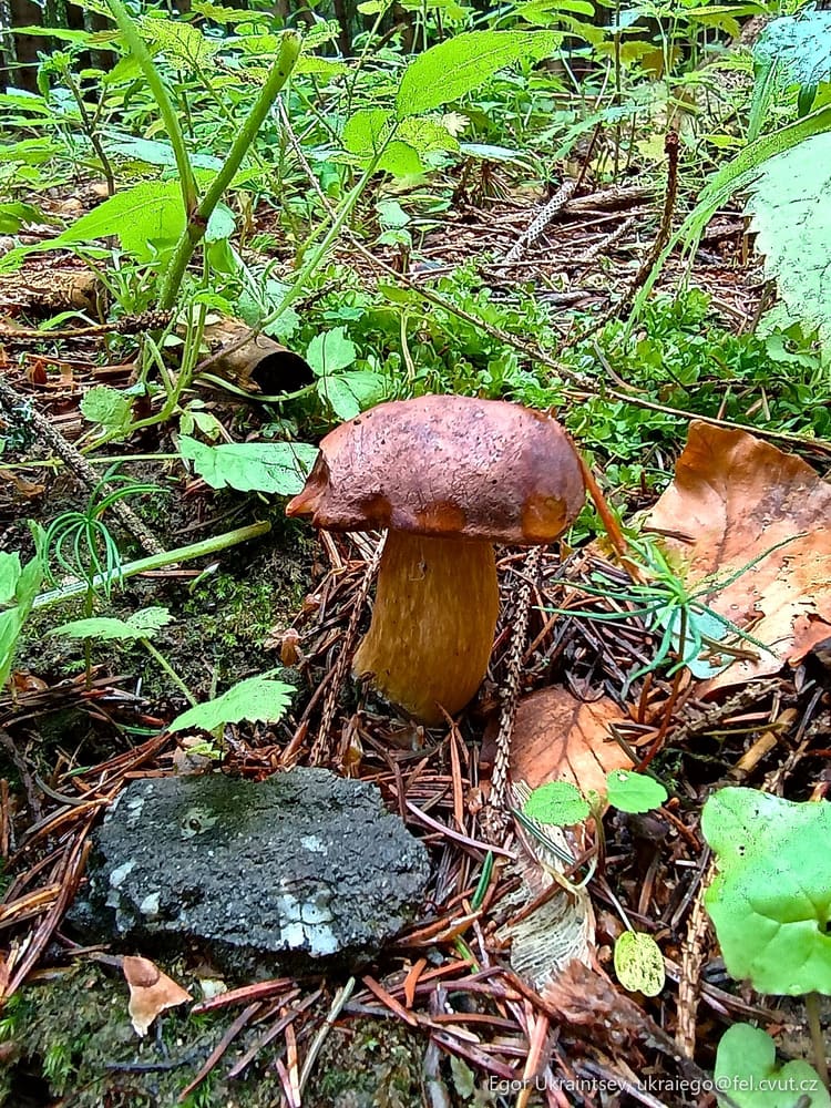 Mushroom growing in the forest