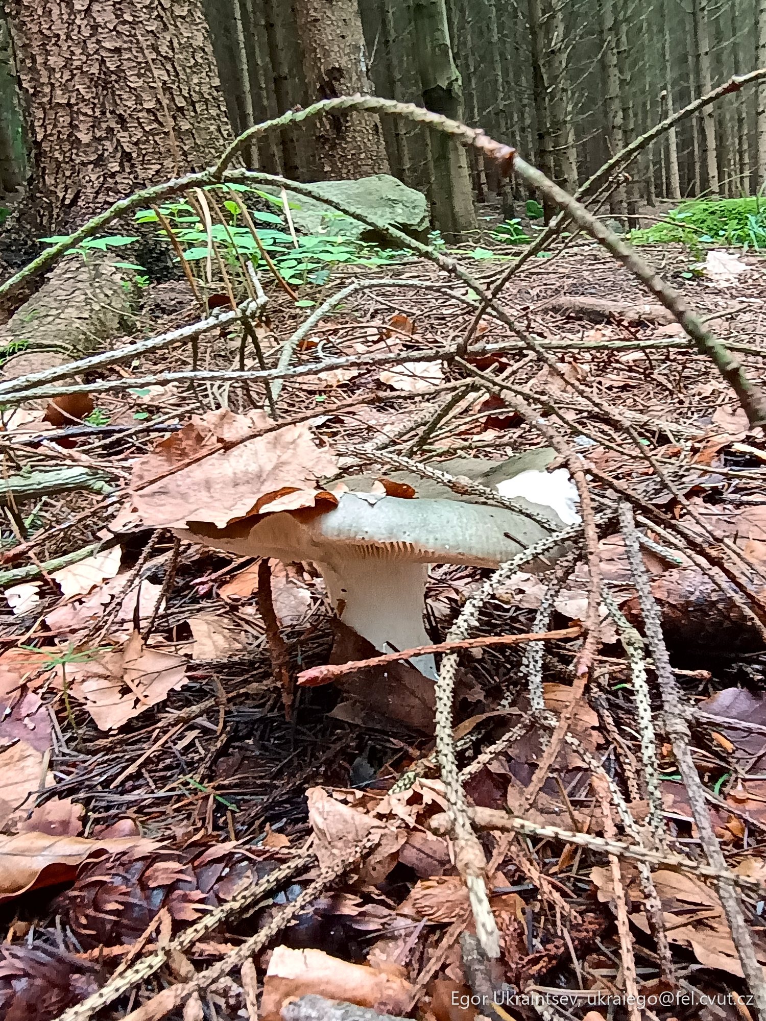 Mushroom in the woods