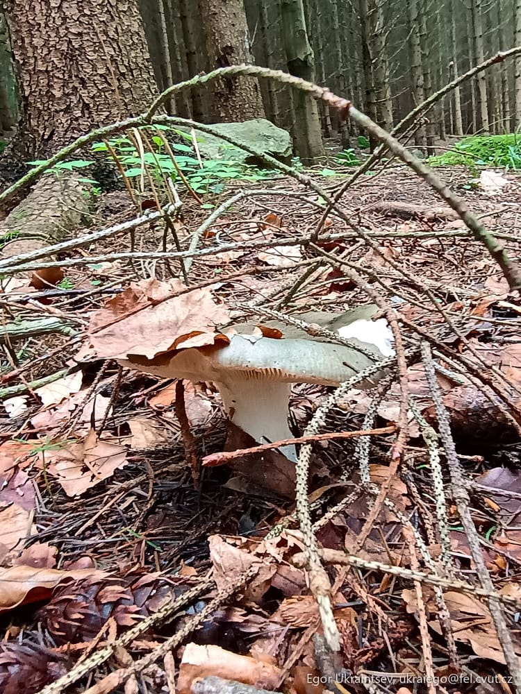 Mushroom in the woods