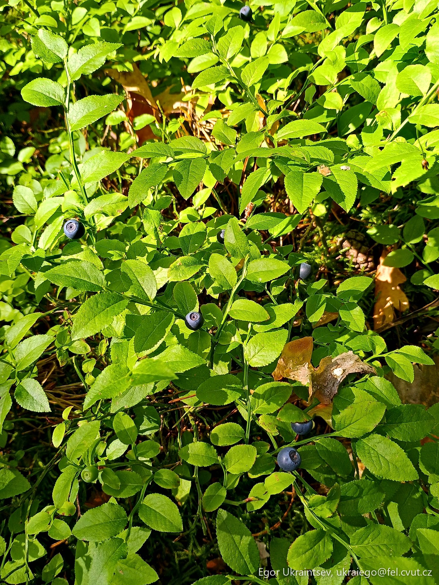 Blueberries growing in the forest
