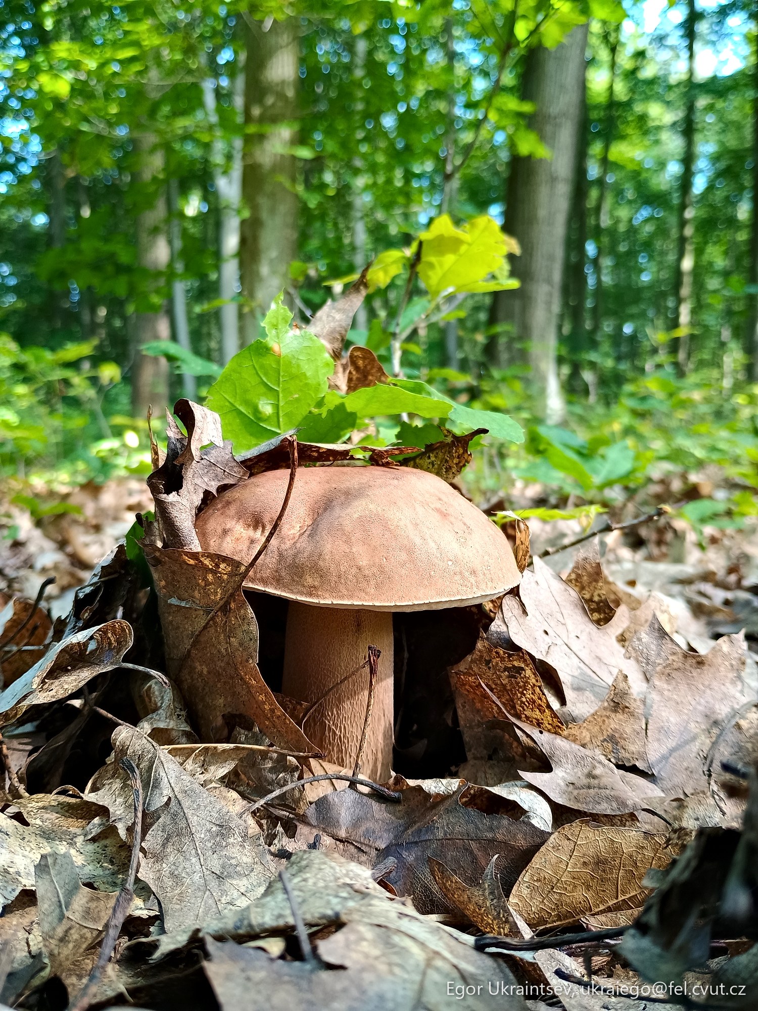 Mushroom in the woods