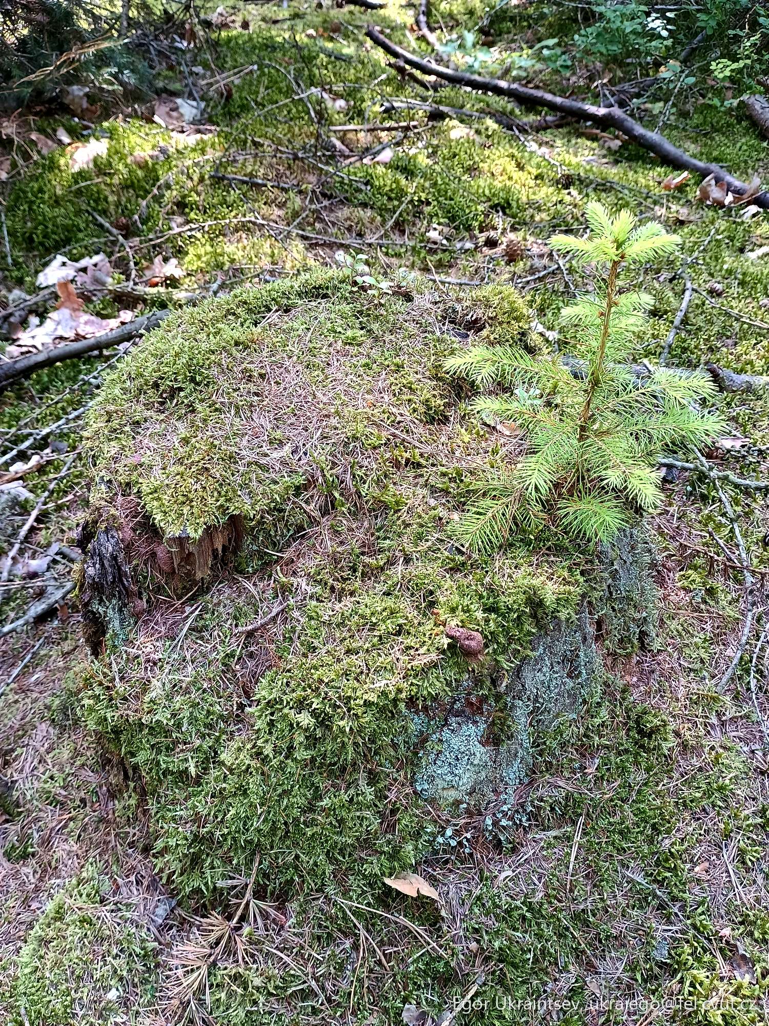 Moss covered rock