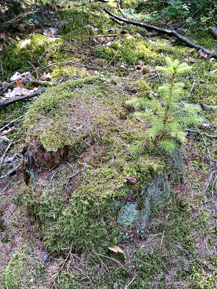Moss covered rock
