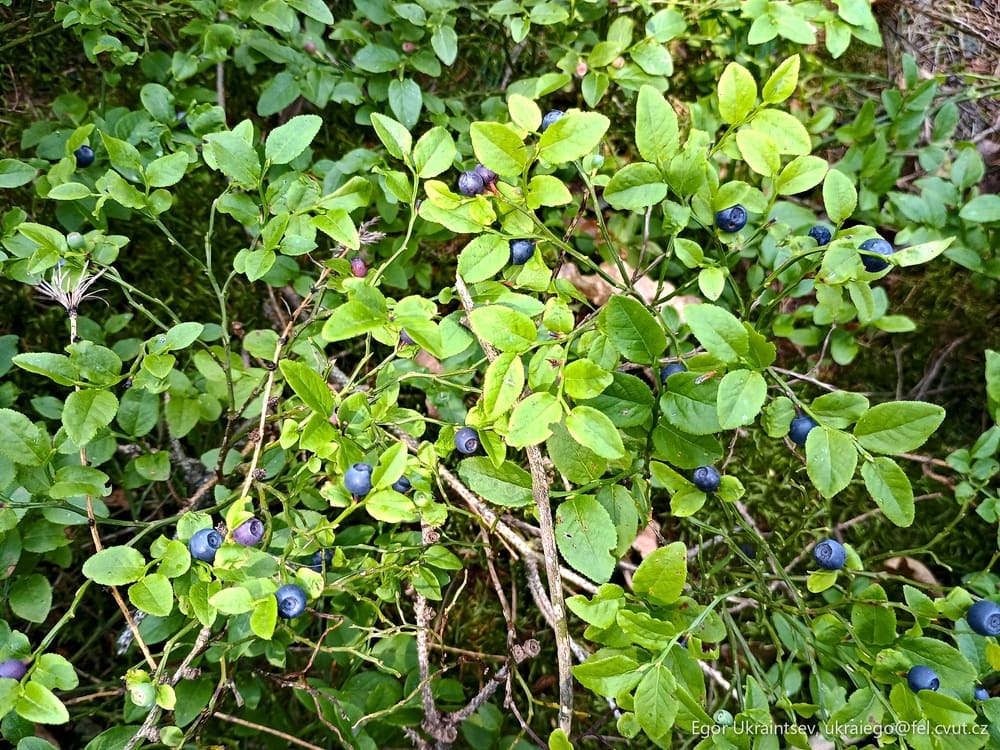 Blueberries growing in the forest