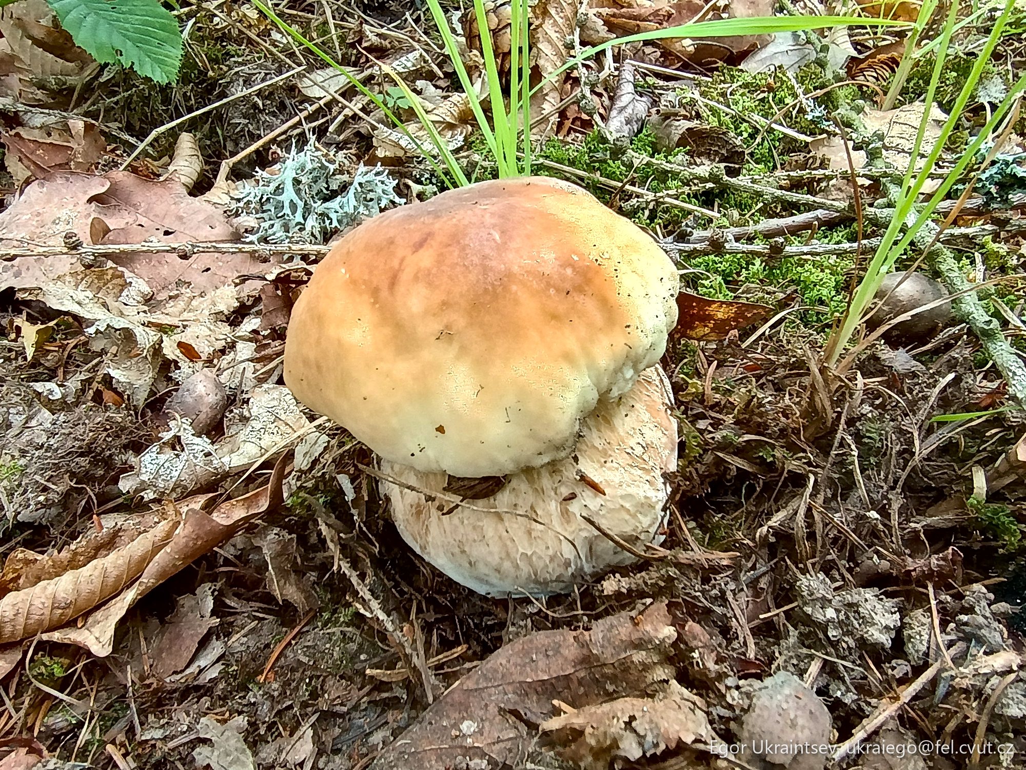 Mushroom on the ground
