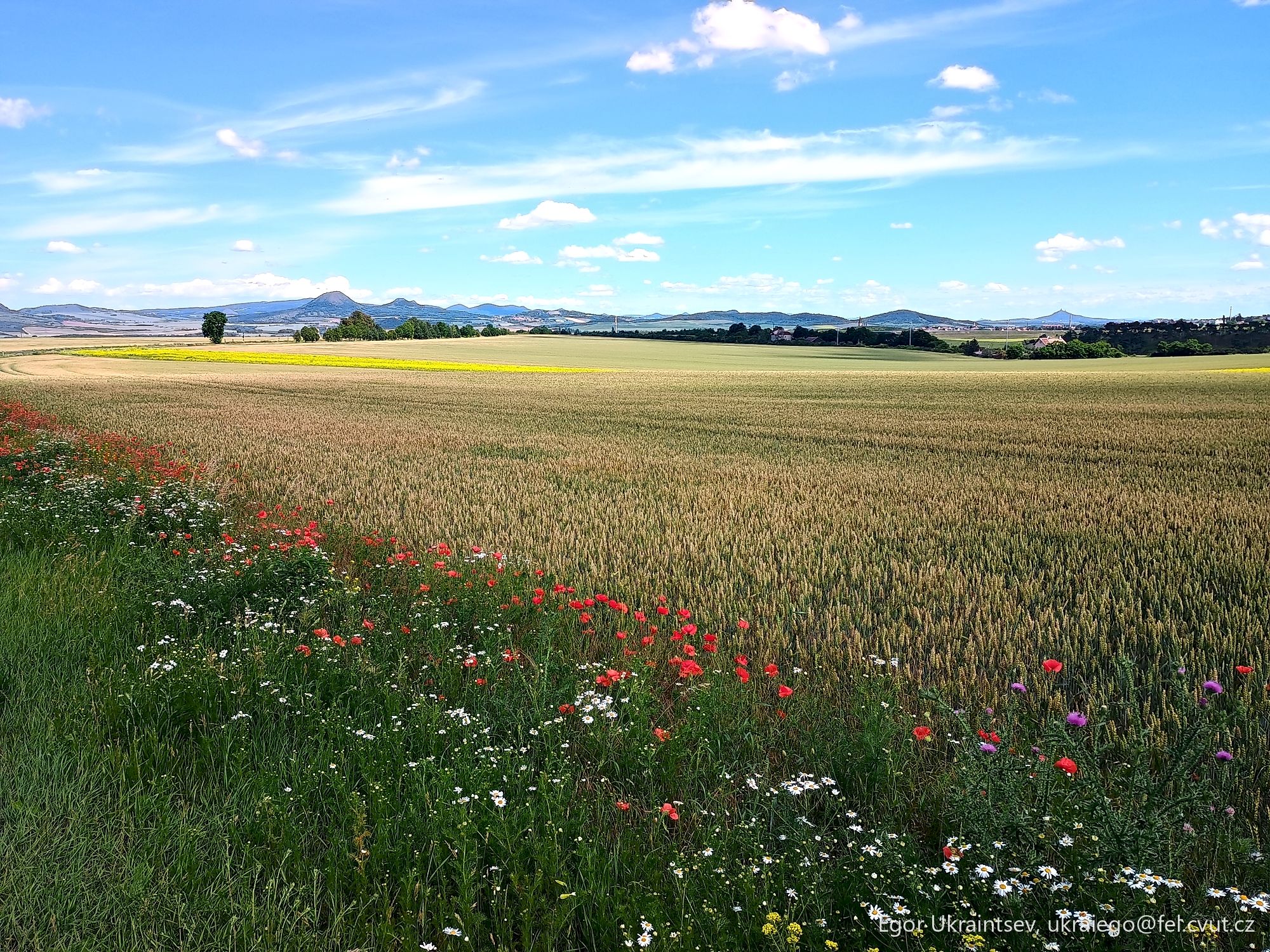 Field of wildflowers