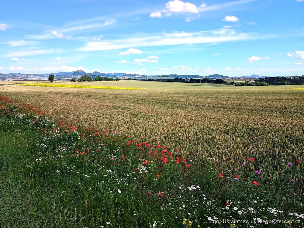 Field of wildflowers