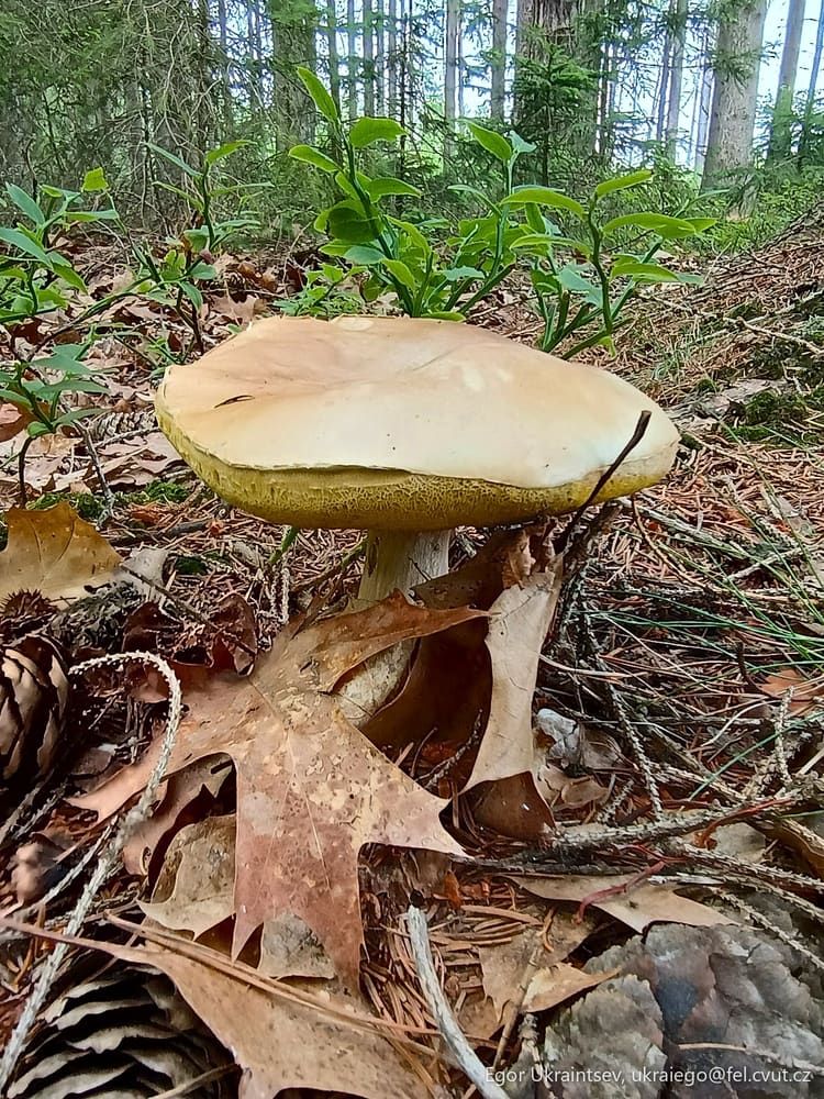 Mushroom in the woods