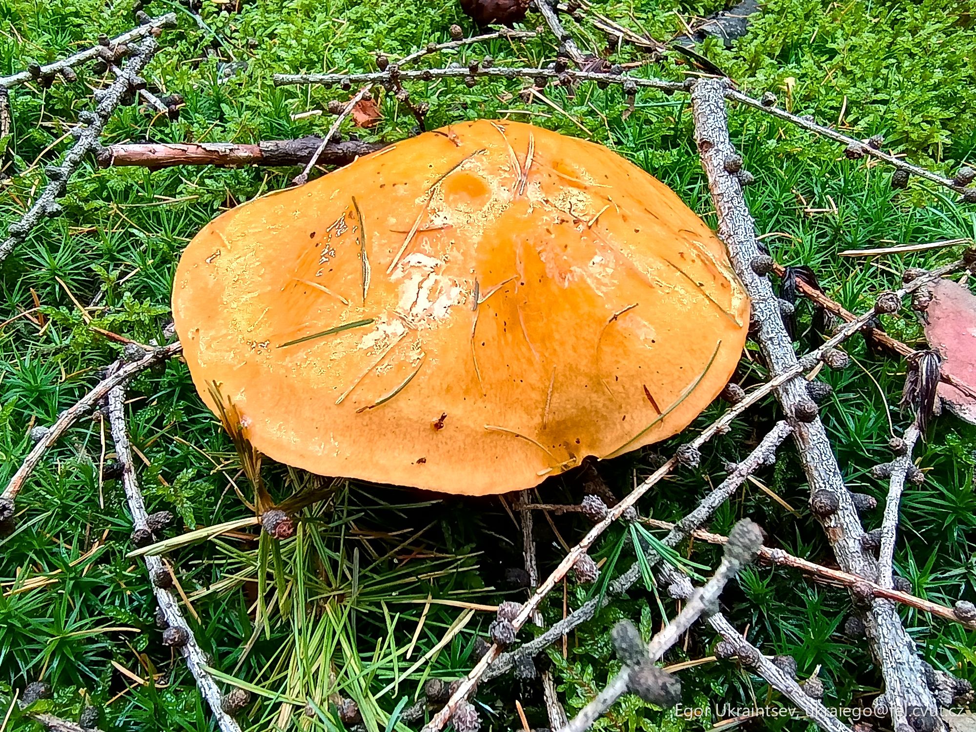 Orange mushroom in the grass