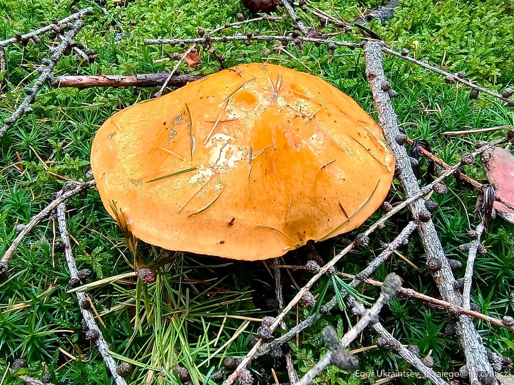 Orange mushroom in the grass